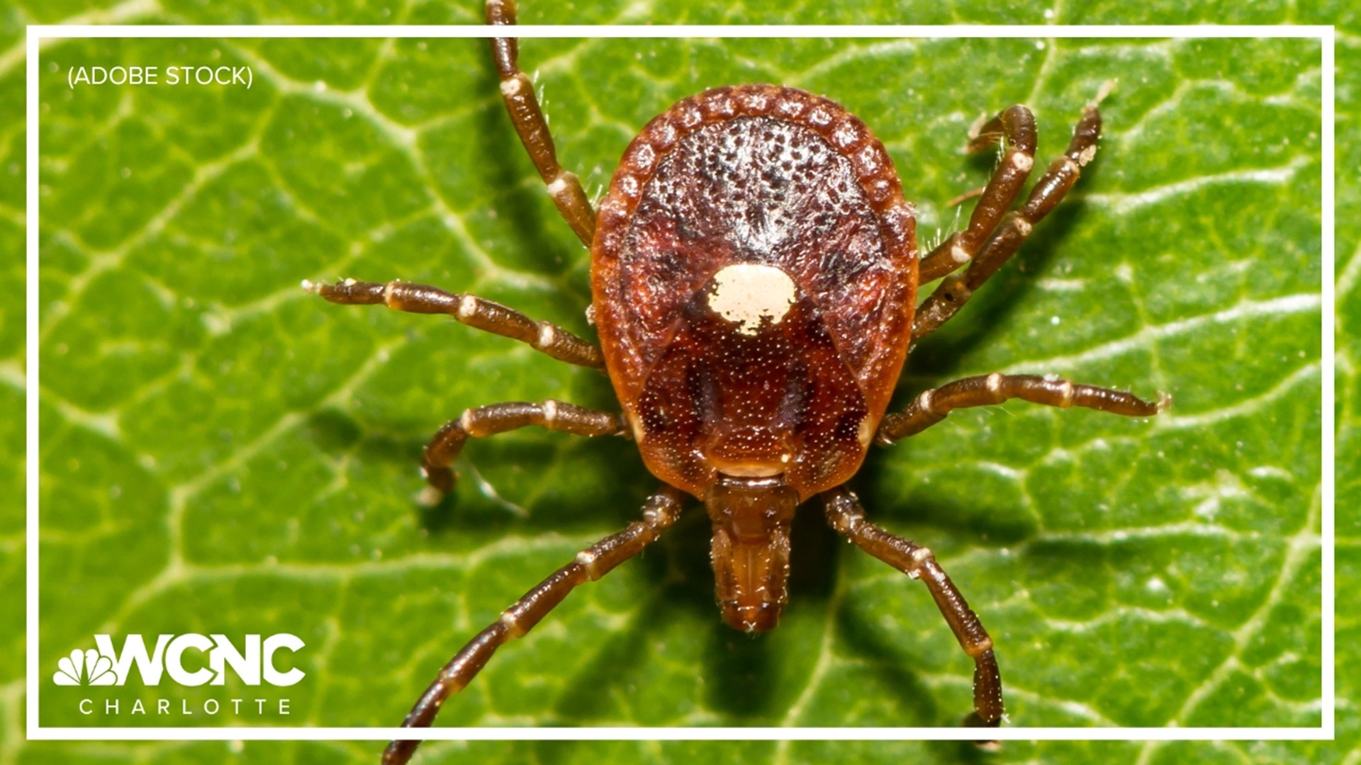 Vanessa Ruffes shares how a Lone Star tick bite can trigger red meat allergies