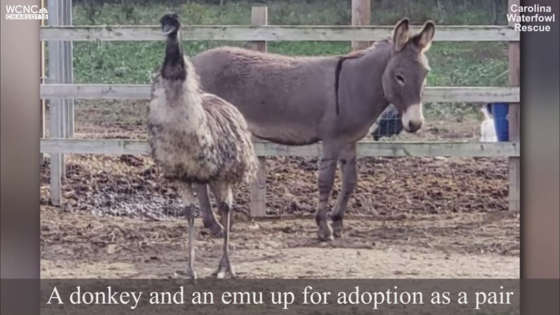 It seems Jack and Diane, as they've been aptly named, have formed quite the bond after being brought to the rescue in Indian Trail. In fact, Jack, the donkey, is a bit jealous and protective when it comes to Diane, the emu.