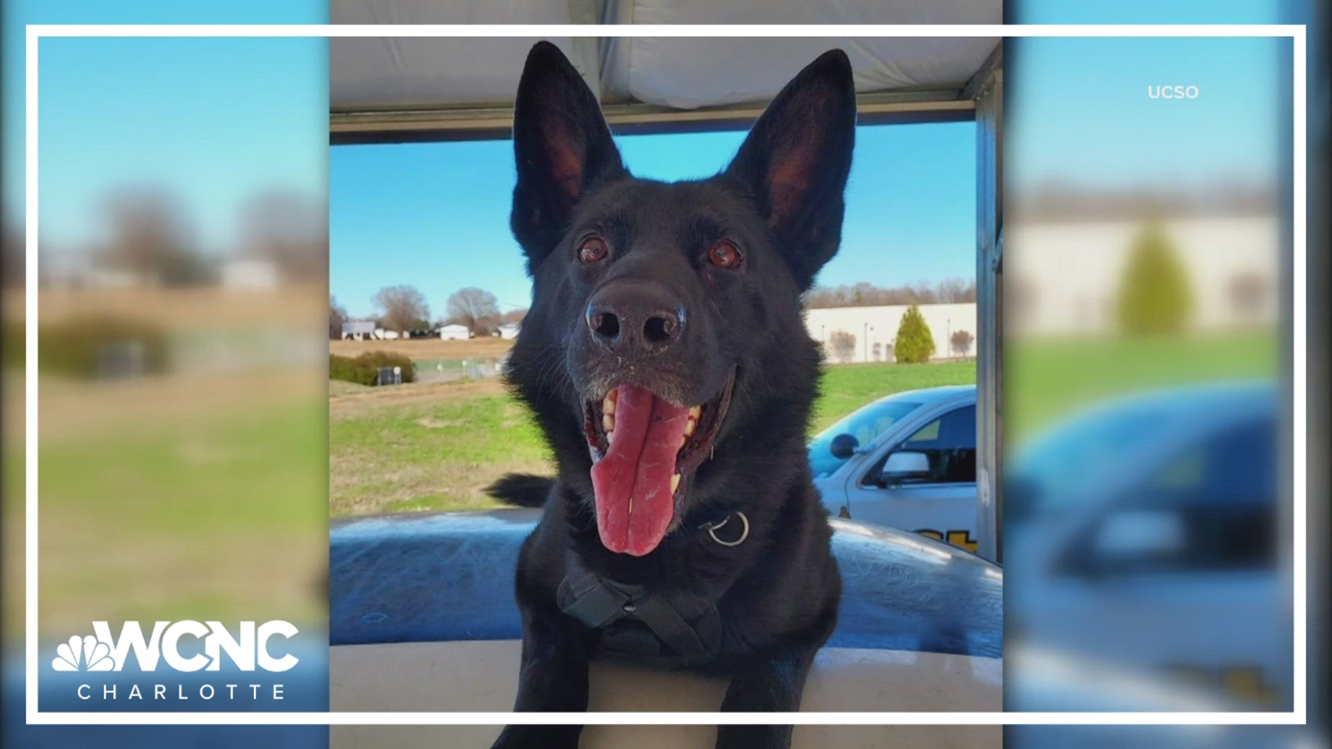 A stolen iPhone threatened a man's health, but a K9 unit was able to retrieve the phone just in time.