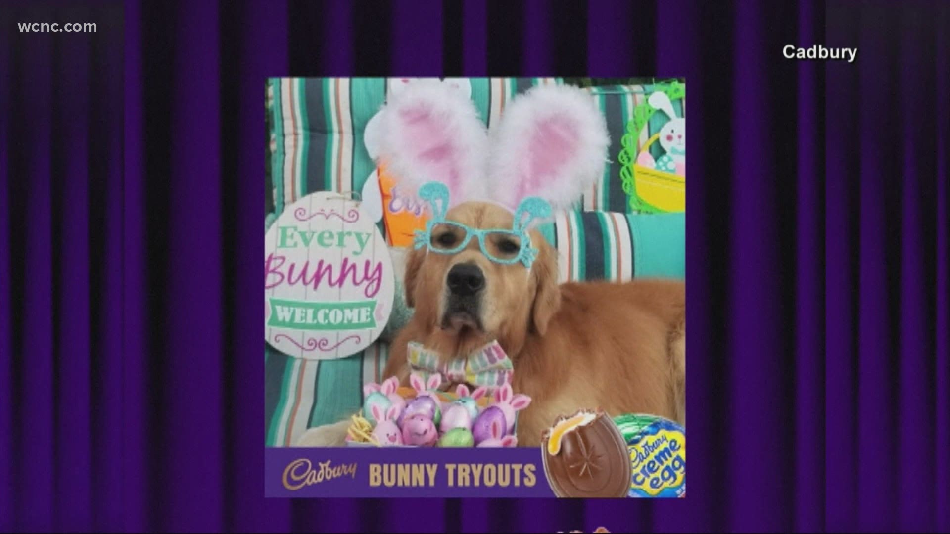 Vote for next Cadbury Bunny