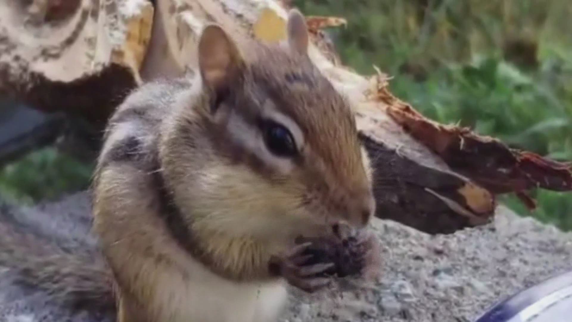 Hunters chipmunk cheeks фиалка фото