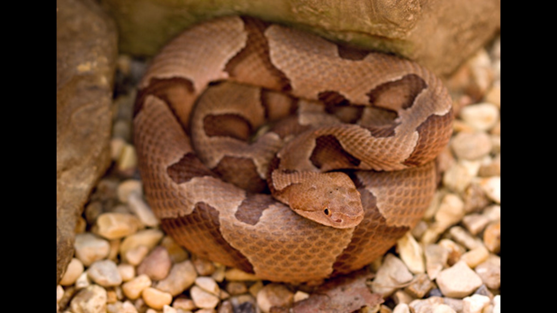 Watch out for baby copperhead snakes