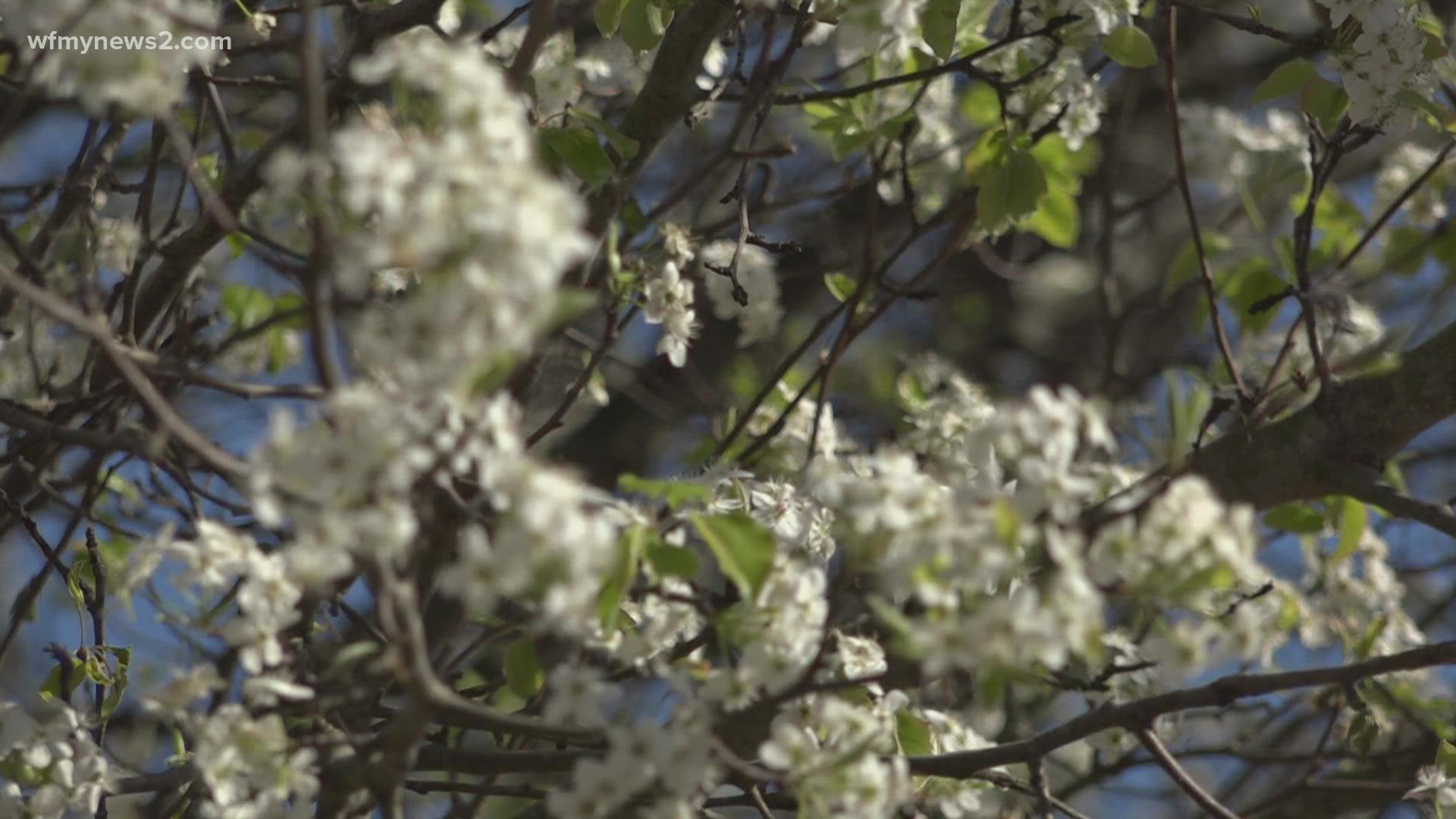 North Carolina State Extension is offering a 'bounty' for these invasive trees.