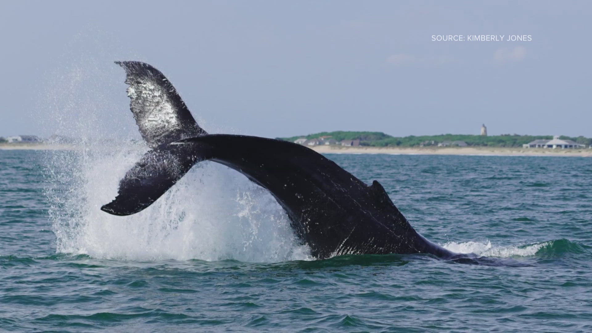 Students in North Carolina witnessed a surprising humpback whale swimming among dolphins during a routine research trip led by Dr. Kimberly Jones. 