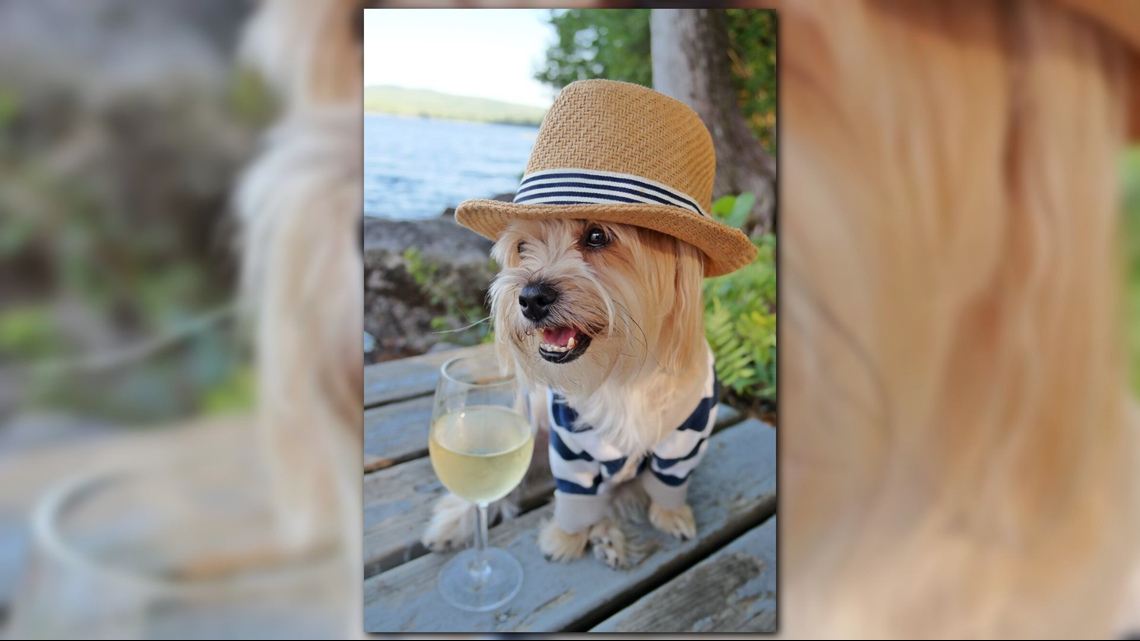 How NC dog 'Rambo the Puppy' became a social media 'furlebrity' | wcnc.com