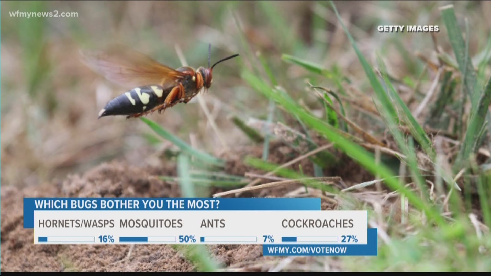 They are wasps that range in size between one and a fourth inch and two inches. Experts say there's nearly nothing you can do to get rid of them.