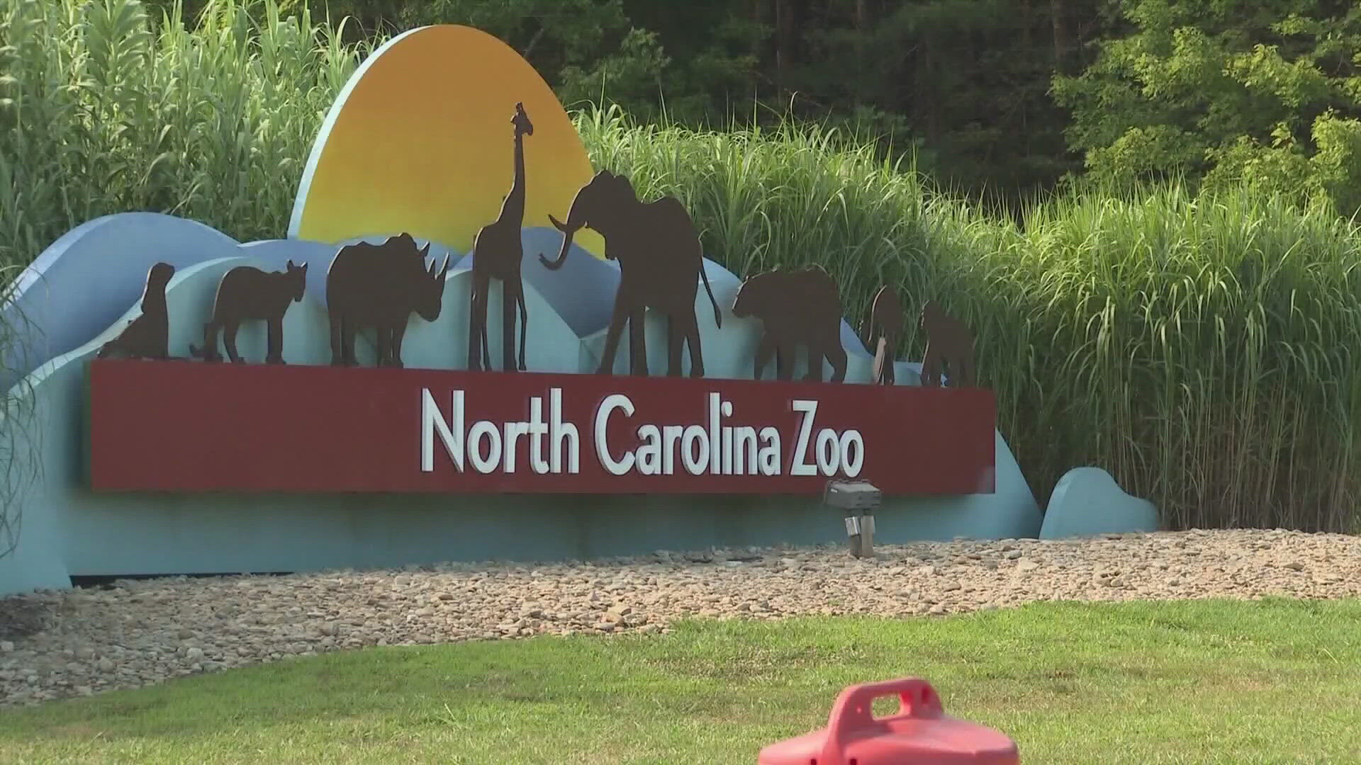 The zoo is currently celebrating its 50th anniversary.