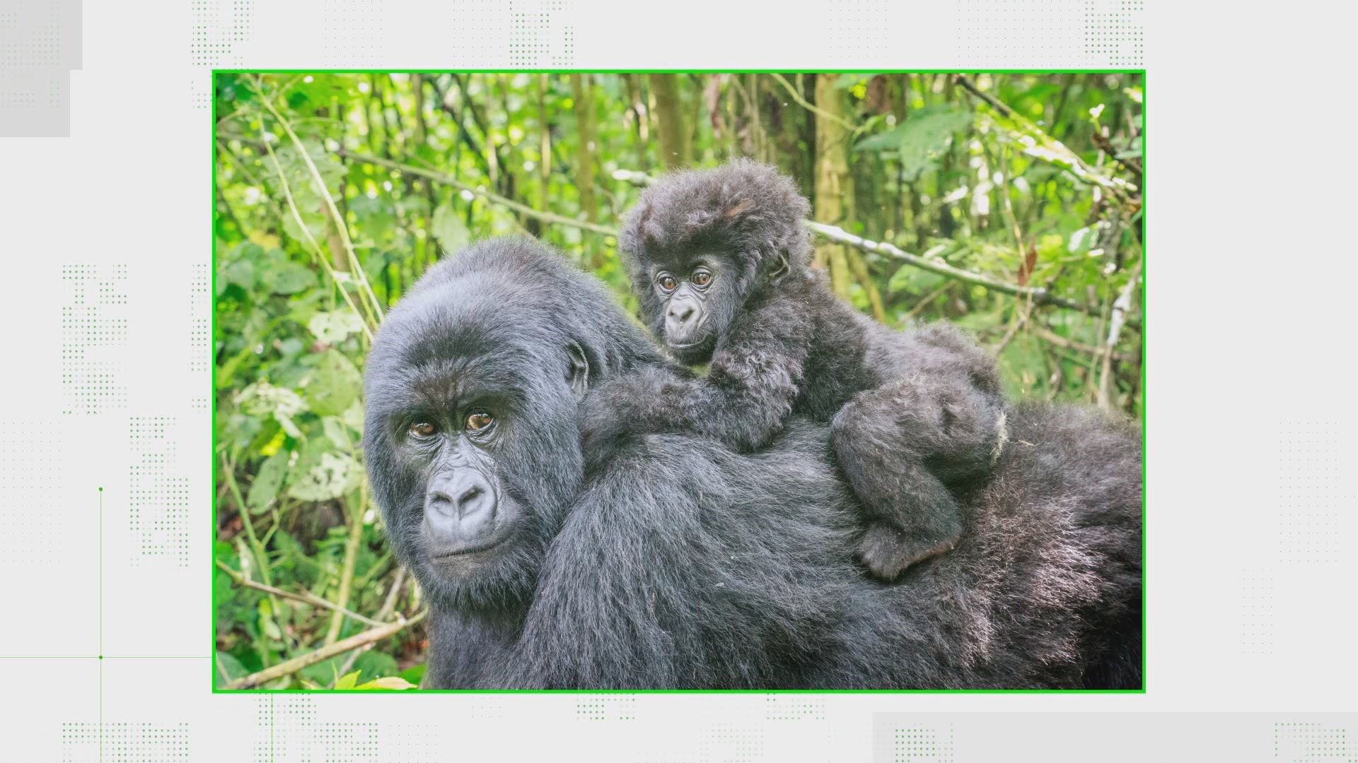 A Reddit post claims gorillas dismantled a snare, after poachers killed a member of their troop. The ‘wild’ viral story is true.