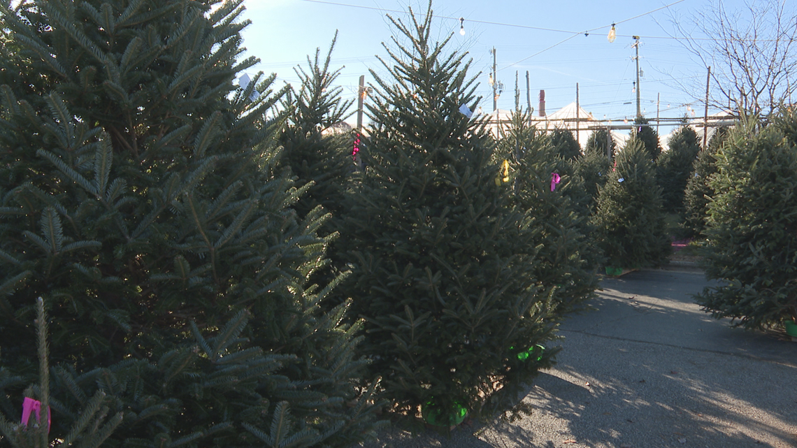 NC State researchers working to make the perfect Christmas tree