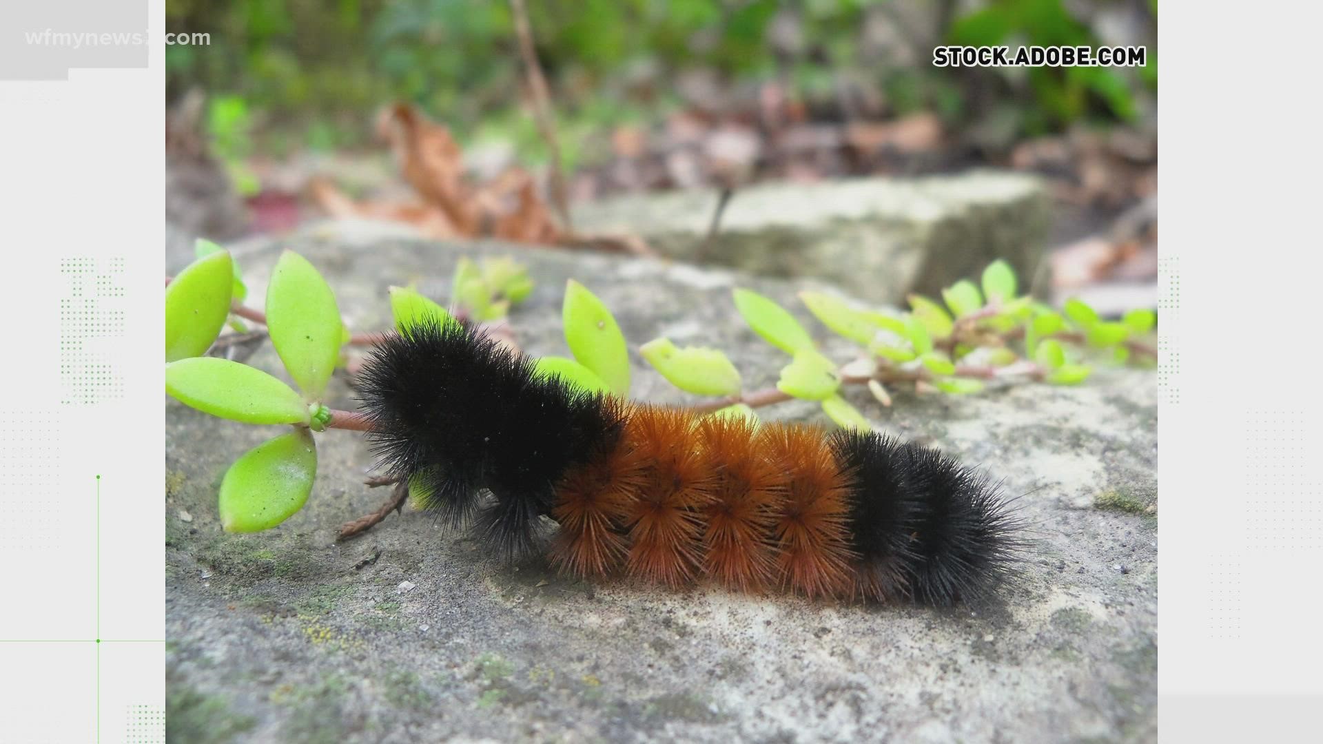 The old wives’ tale suggests the wider the caterpillar’s brown ring, the milder the upcoming winter will be.