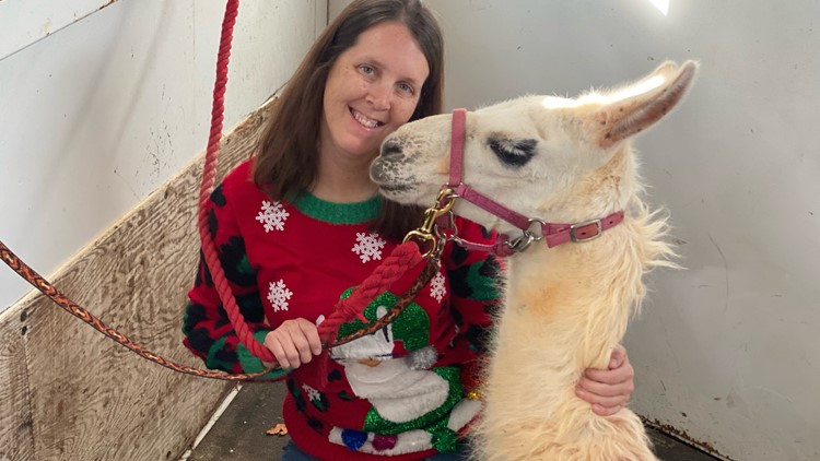 Where's Waldo? Llama on the lam finally reunited with animal rescuers
