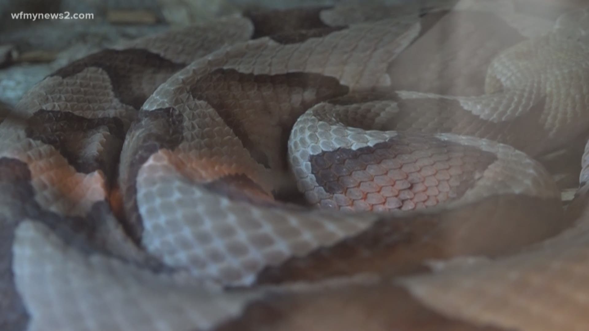 'Tis The Season For Copperhead Snakes