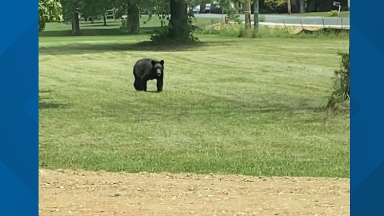 Bears, bears and bears: Expert explains why they keep popping up around the Triad