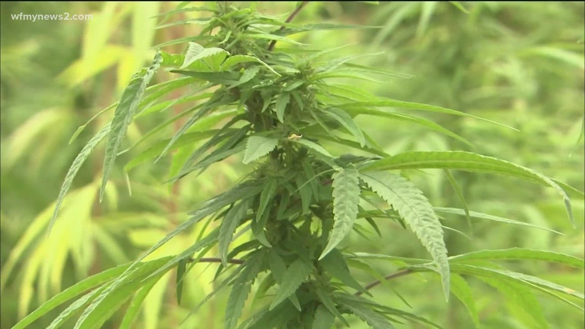 North Carolina hemp is now legal | What's next for the industry? - Vimarsana News