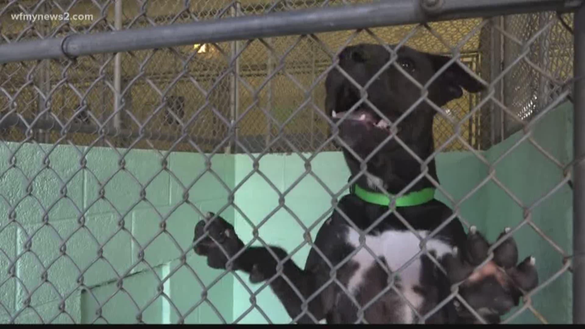 The bill says If someone is convicted of animal abuse, their name and picture would go on an online list for two years.
Janelle Gingrich-Caudle with the Good Samaritans Society says this is a step in the right direction.