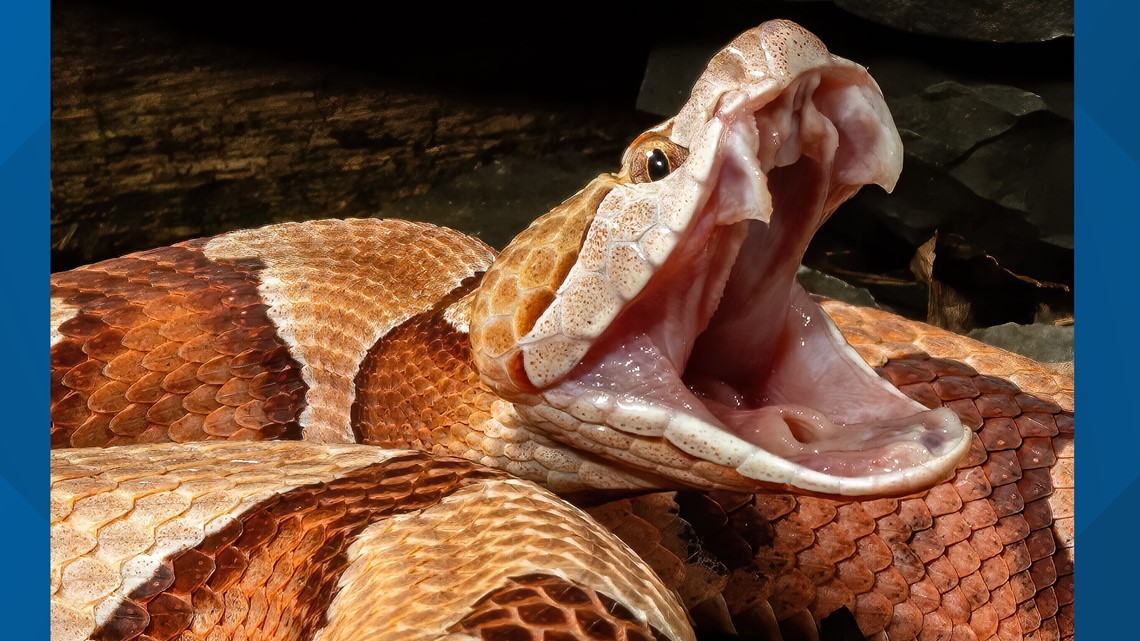 Guest bitten by copperhead snake at NC Zoo
