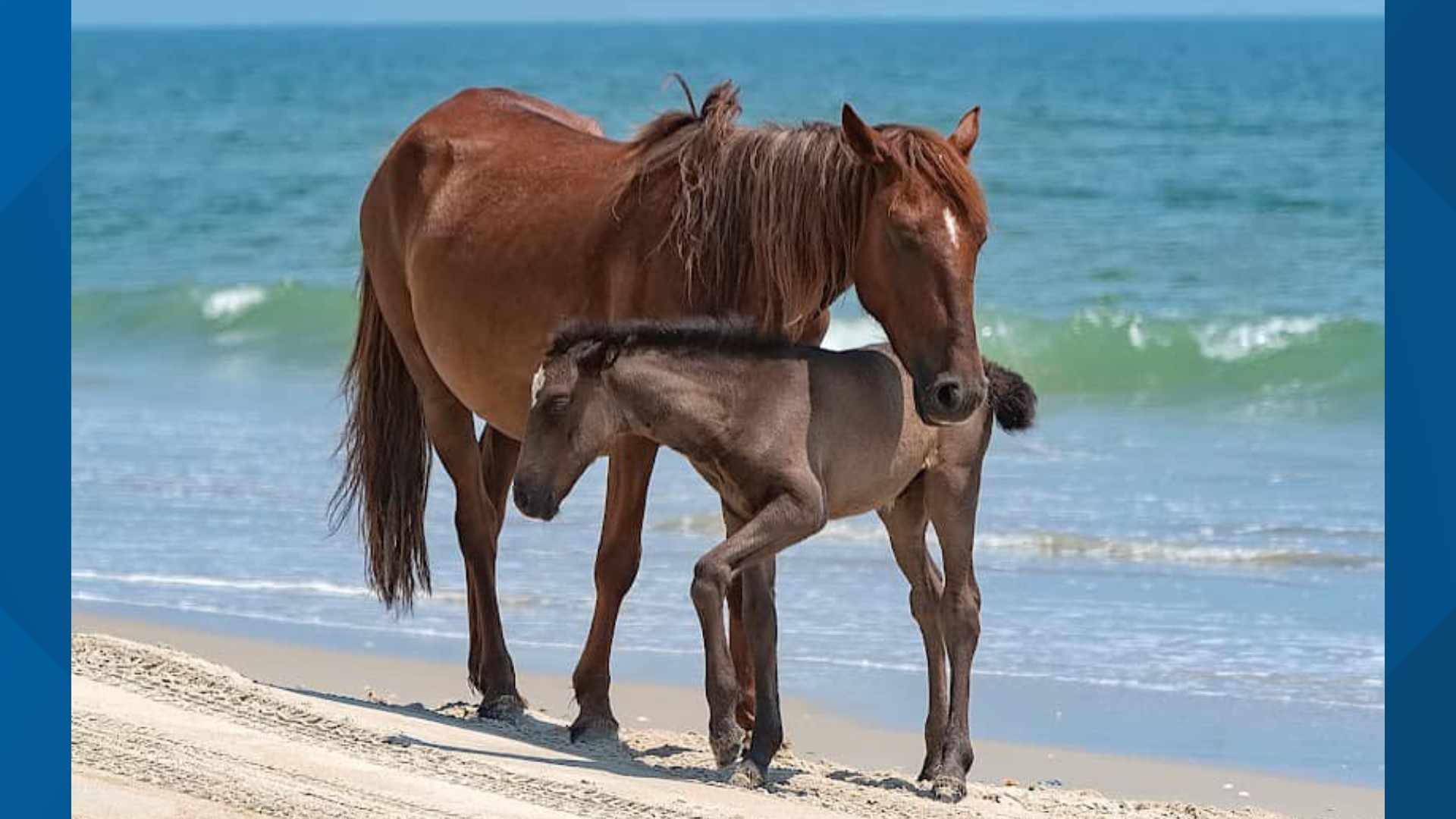 Corolla wild horse hit by car, euthanized | wcnc.com
