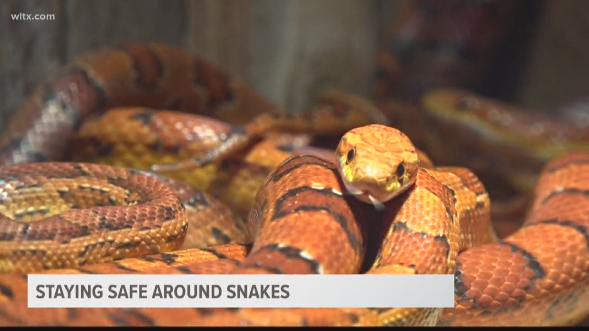 We spoke with Scott Pfaff curator of herpetology at the Riverbank Zoo to  learn  more about the snake bites and what you should know if you encounter these creatures....