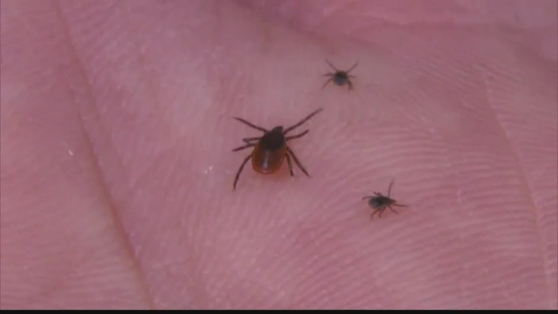 Ticks Are On The Rise in South Carolina