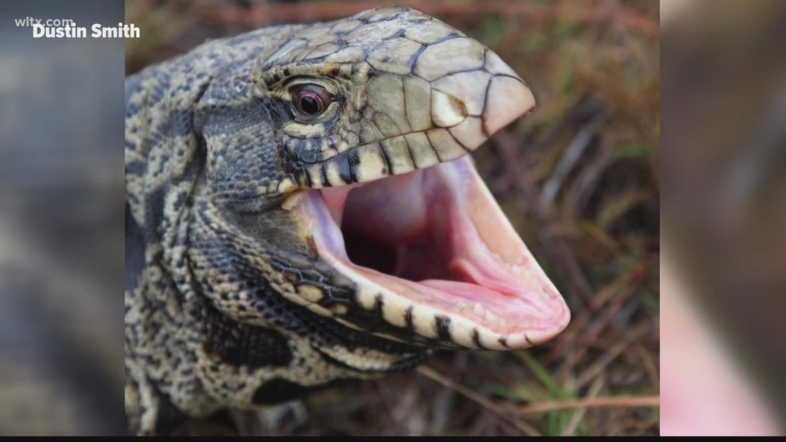 Tegu lizard sightings in South Carolina
