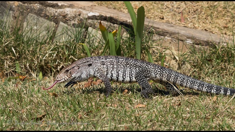 Invasive Tegu Lizard Spotted In Lexington | Wcnc.com