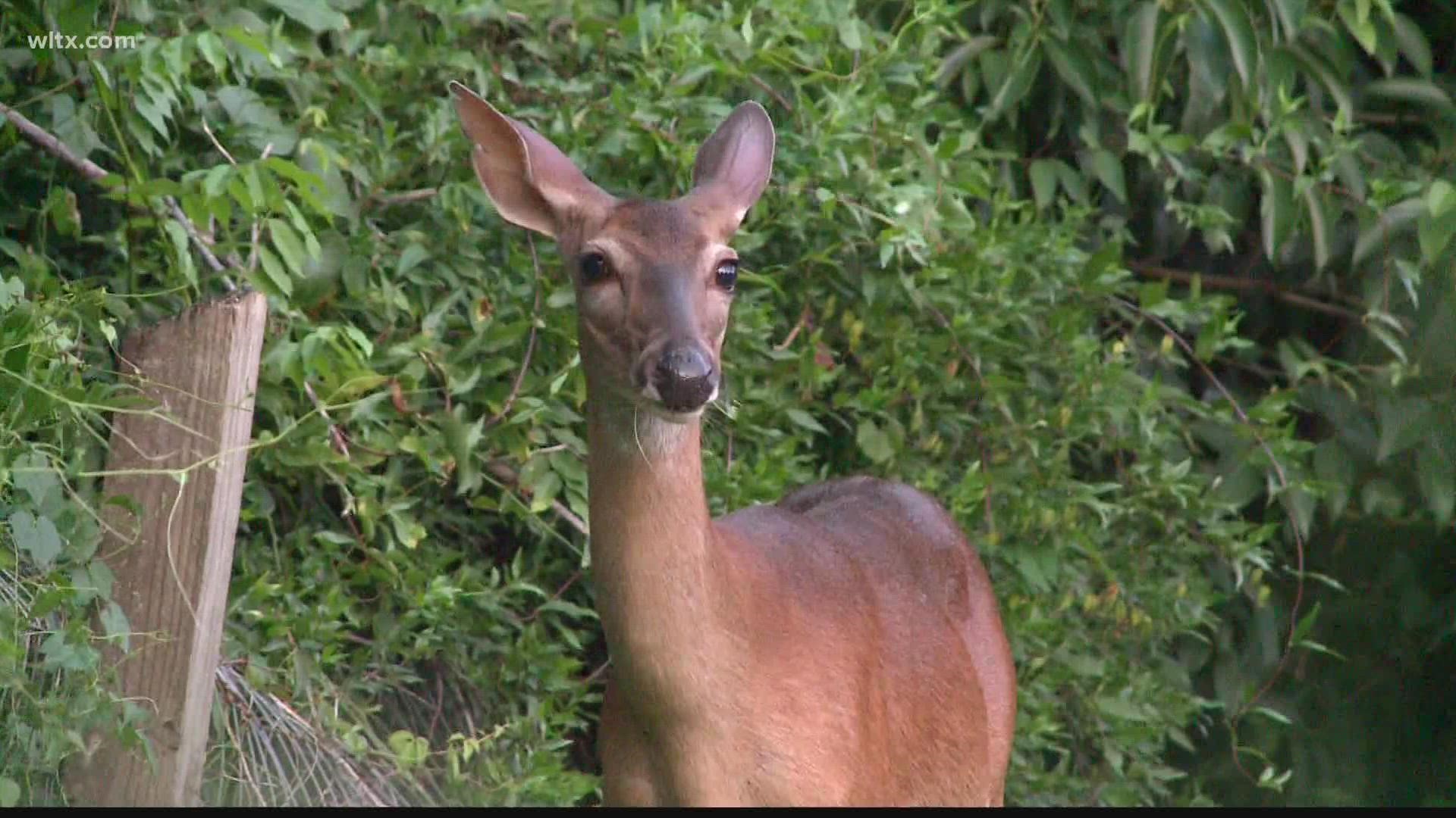 "We just want everybody to rest assured that South Carolina DNR is doing everything that it possibly can," a spokesperson for the agency said.