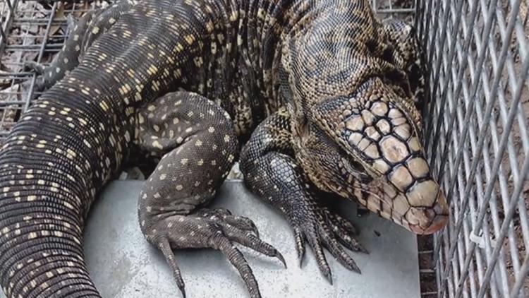 Invasive Tegu Lizard Now Banned In South Carolina | Wcnc.com