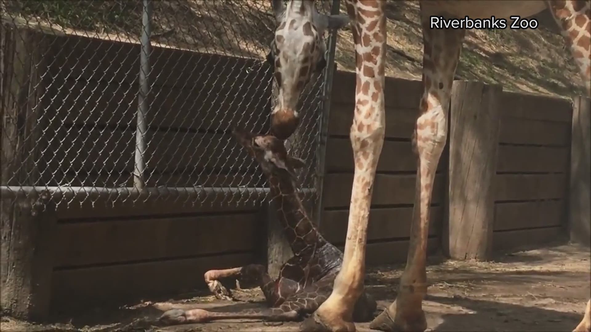 The zoo announced the birth of a girl giraffe at the zoo. It's already 93 pounds and is 93 pounds.