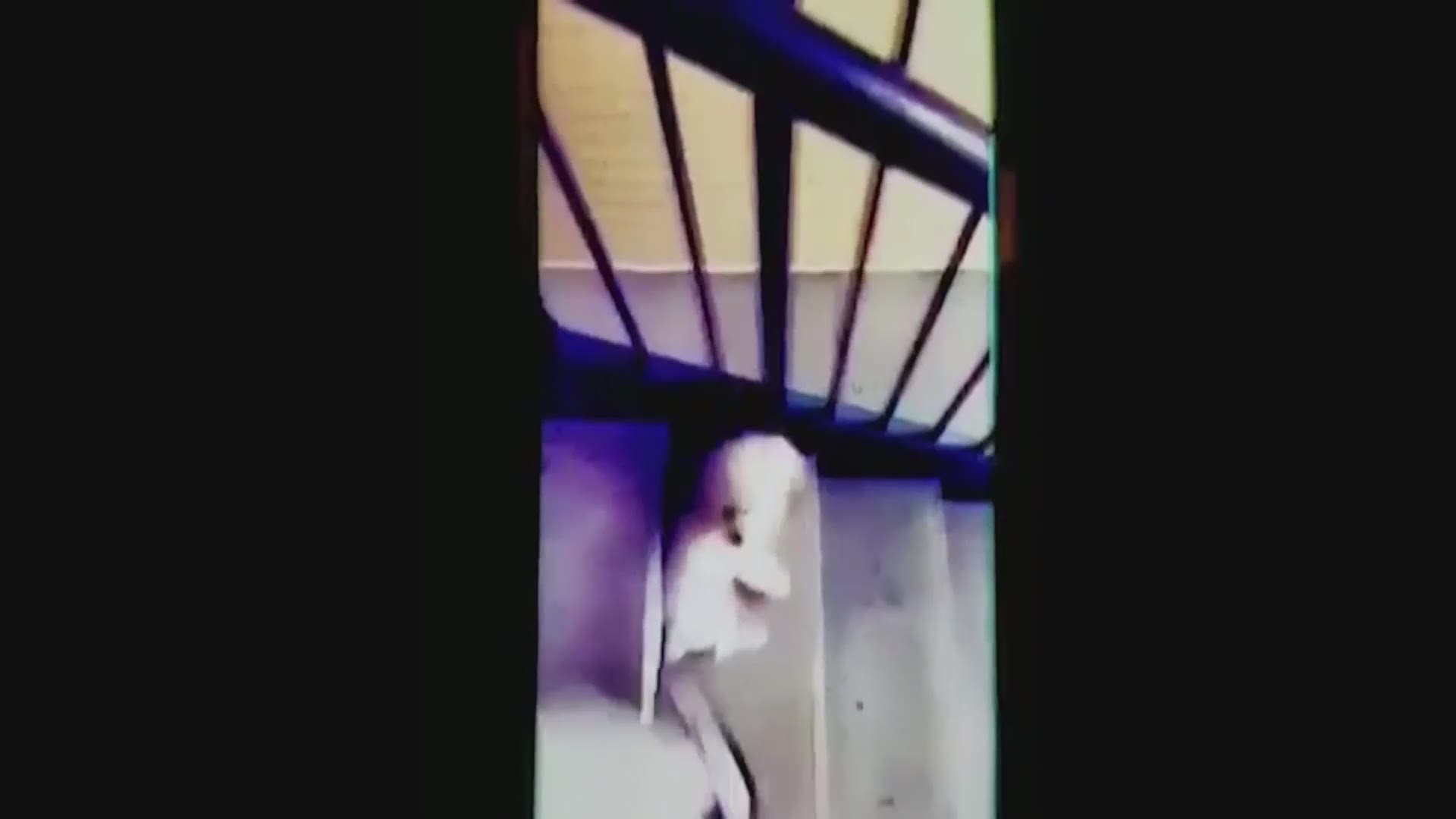 GRAPHIC Video shows dog kicked, thrown down stairs