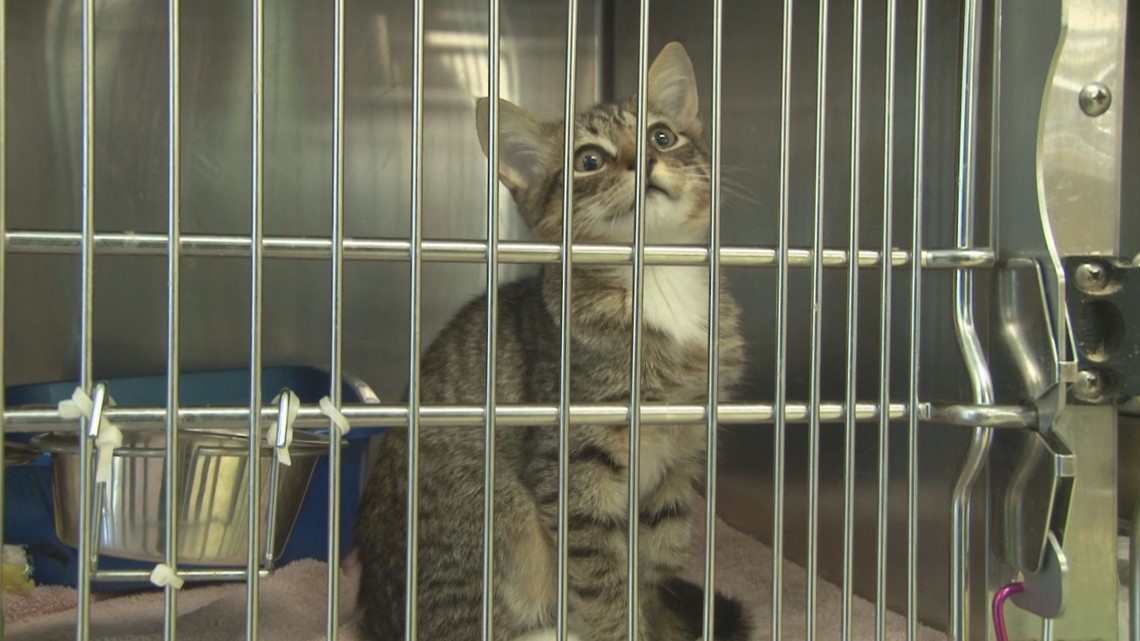 Hundreds of cats are taking up residence in local prisons