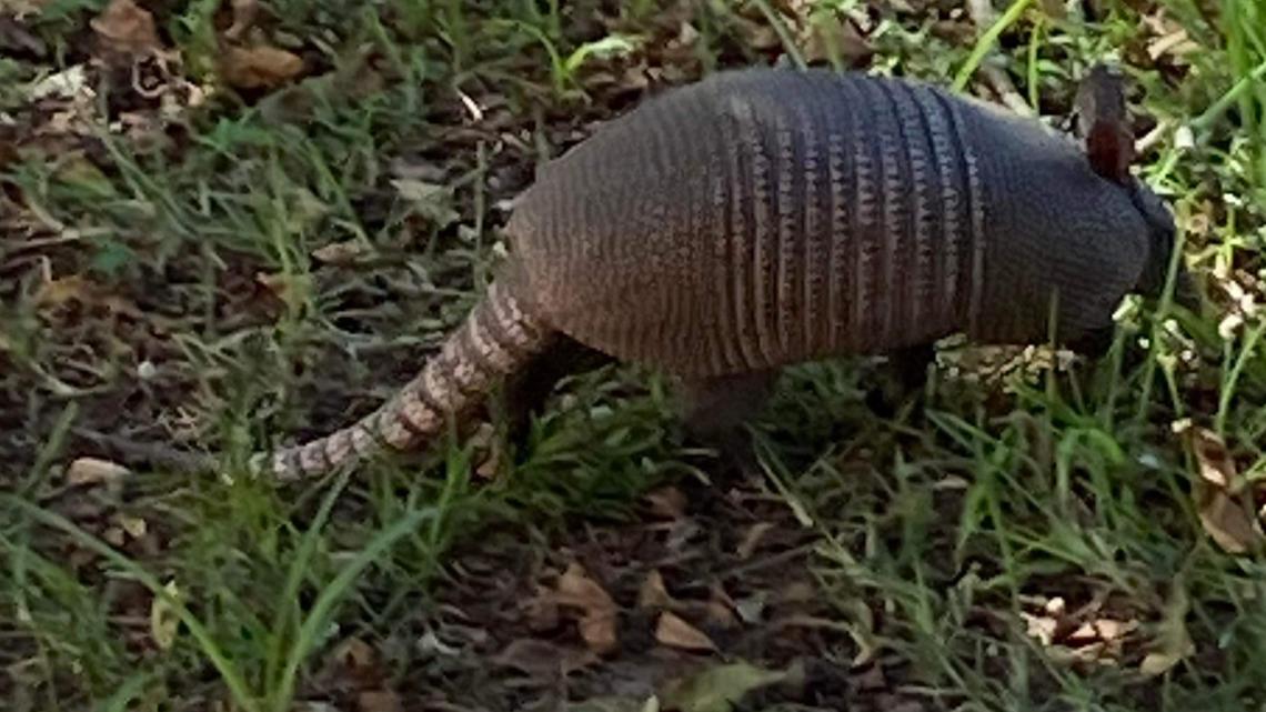 Yes, armadillos are in South Carolina: What to know | wcnc.com