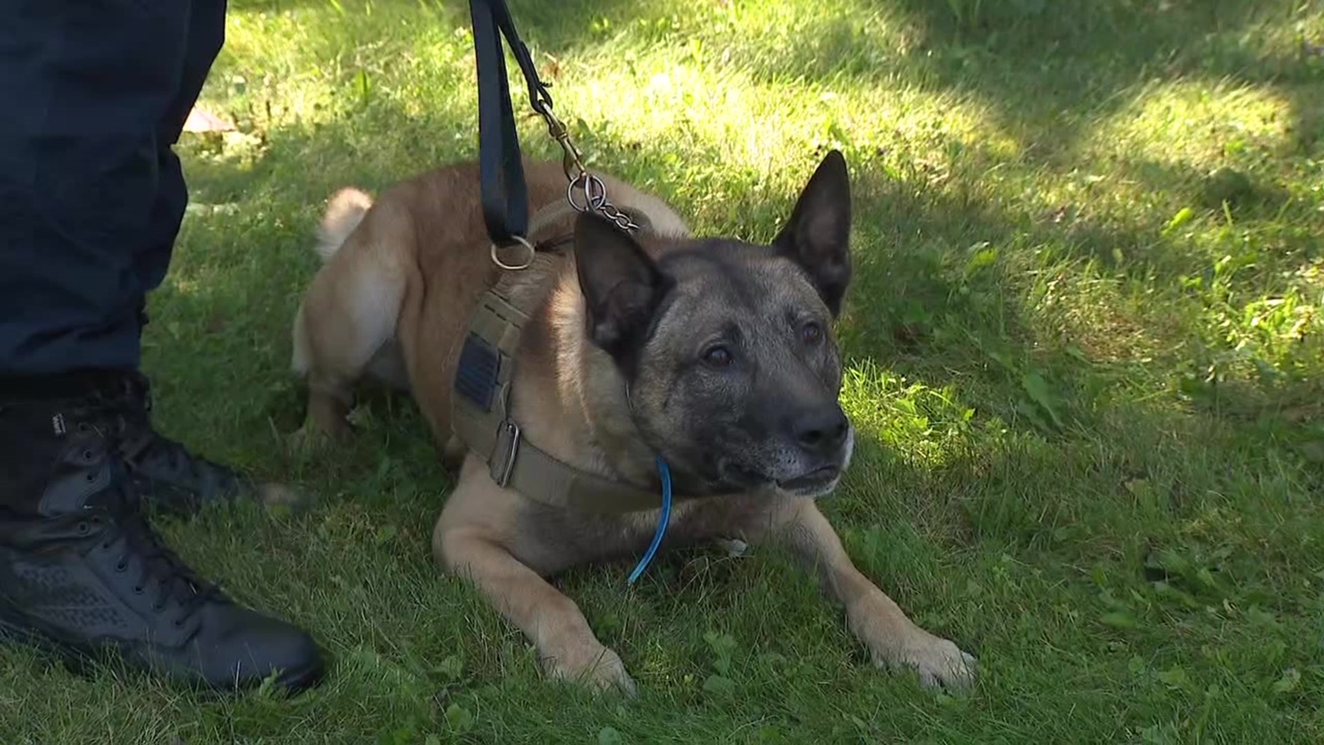 Newswatch 16's Amanda Eustice spoke with a K-9 officer in the Poconos who knows what law enforcement and K-9s went through to capture a fugitive on Wednesday.