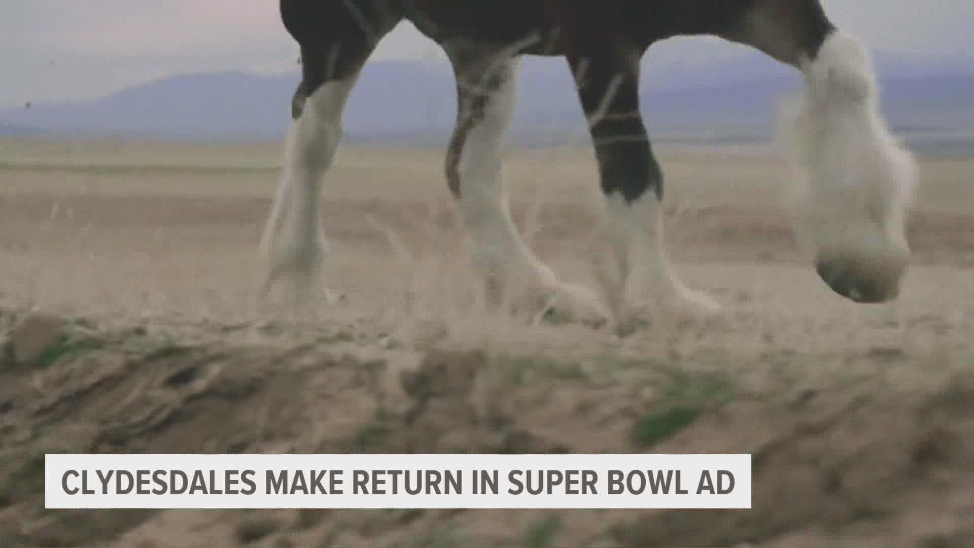 Anheuser-Busch's flagship brand is coming back to the Super Bowl. According to a new teaser, so are the company's iconic Clydesdales.