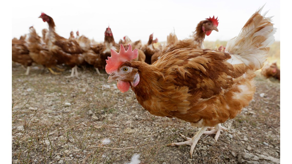 Chickens test positive for bird flu in Union County