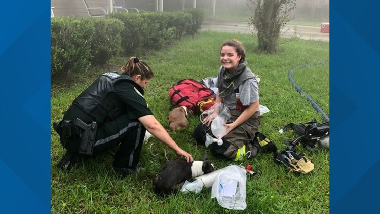 Three puppies rescued from flames thanks to Florida Amazon driver