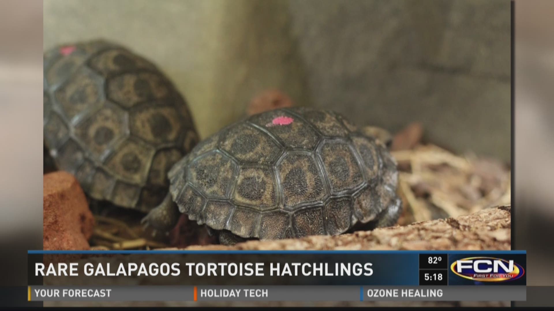 baby desert tortoise hatching