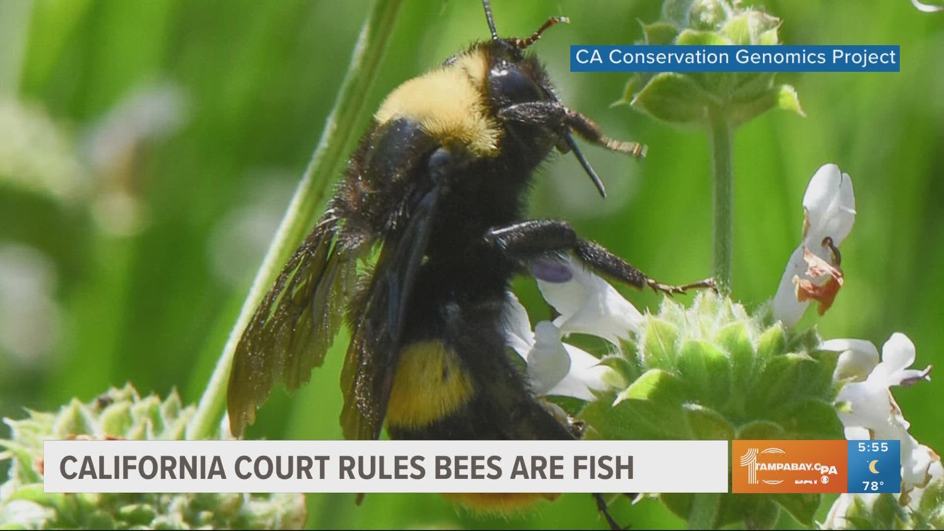 The decision comes after a lengthy legal dispute to list four species of bumblebees as endangered under the California Endangered Species Act.