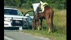 Polk City woman arrested for DUI on a horse and animal neglect