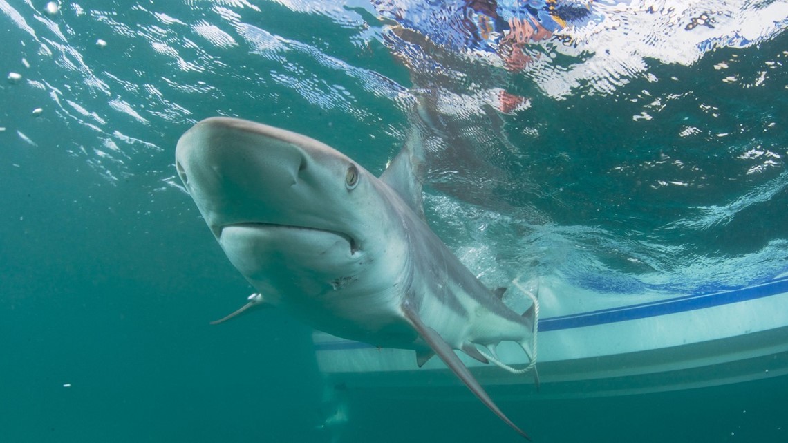 Shark attack off coast at Tybee Island