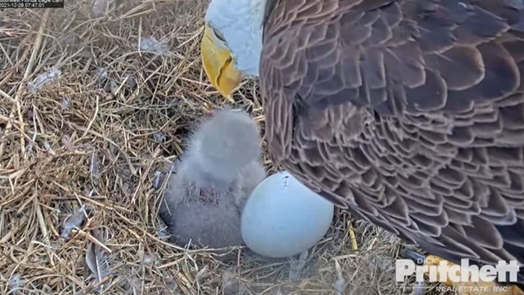 2nd Florida bald eagle egg hatches