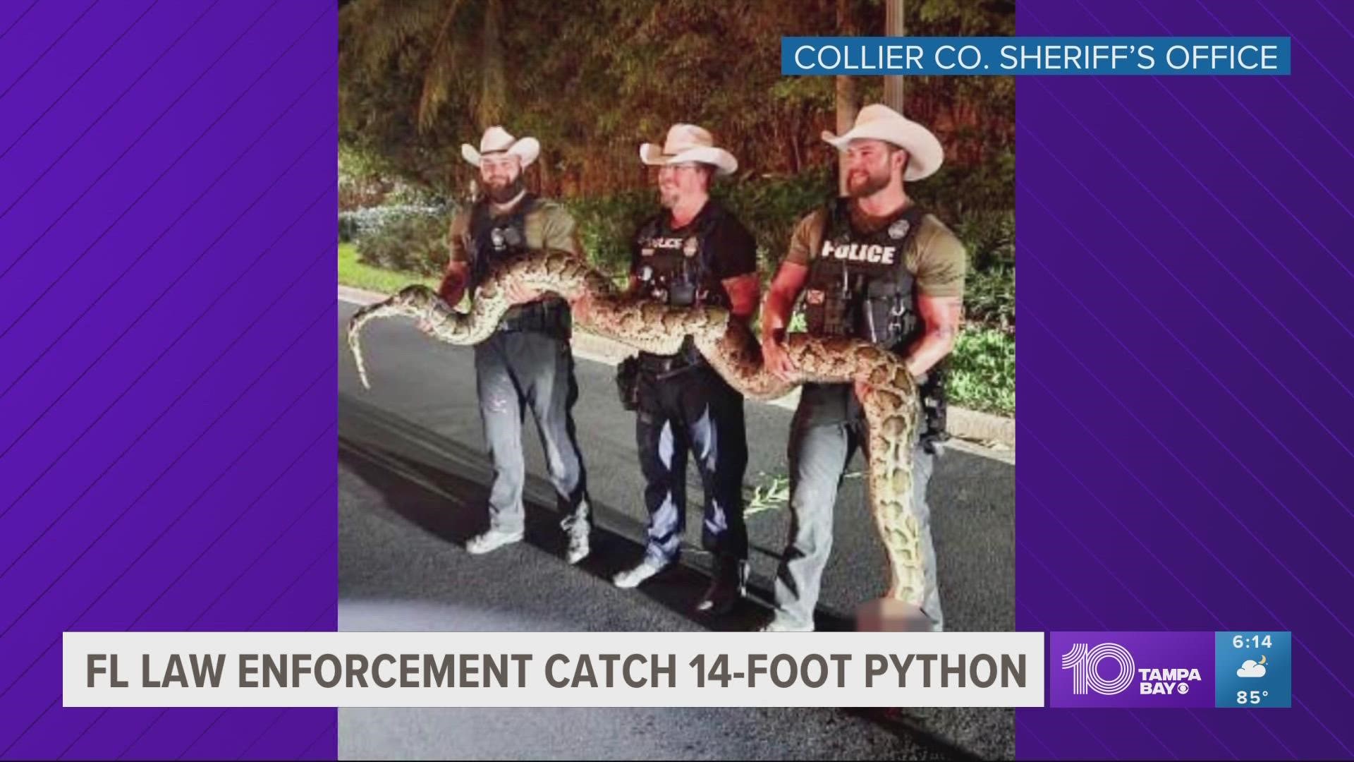 Florida deputies catch 14-foot python during Hurricane Ian clean | wcnc.com