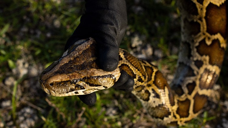 Video: Entire alligator found inside 18-foot Burmese python in Florida