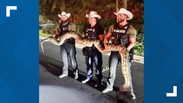 Florida deputies catch 14-foot Burmese python amid hurricane recovery efforts