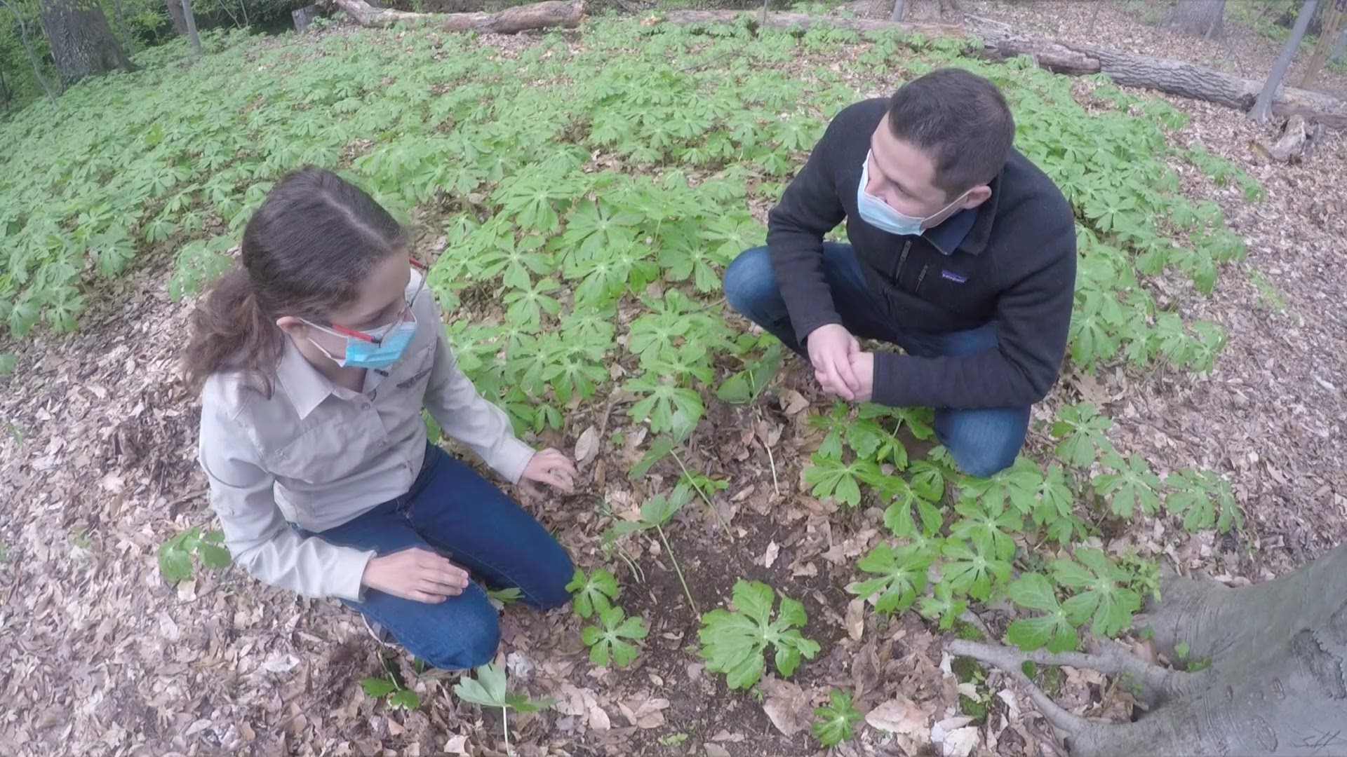 A bug expert spoke with the VERIFY Team about the billions of Cicadas that are on the way to the region.