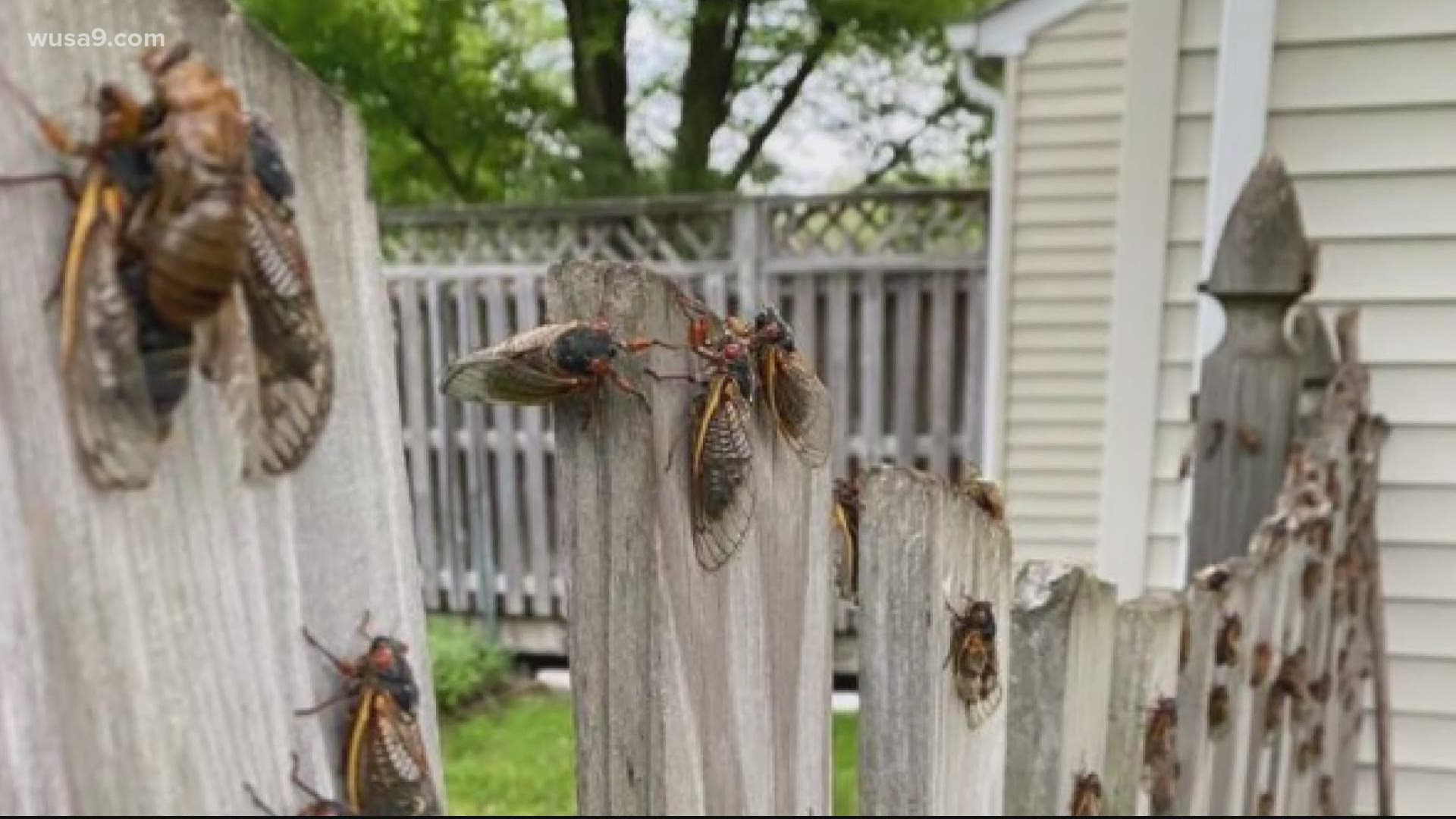 Maturing bugs will hit 100 decibels soon, experts assure.  Give them time.