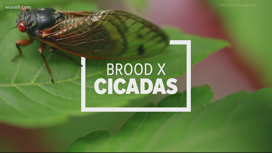 are cicadas blind