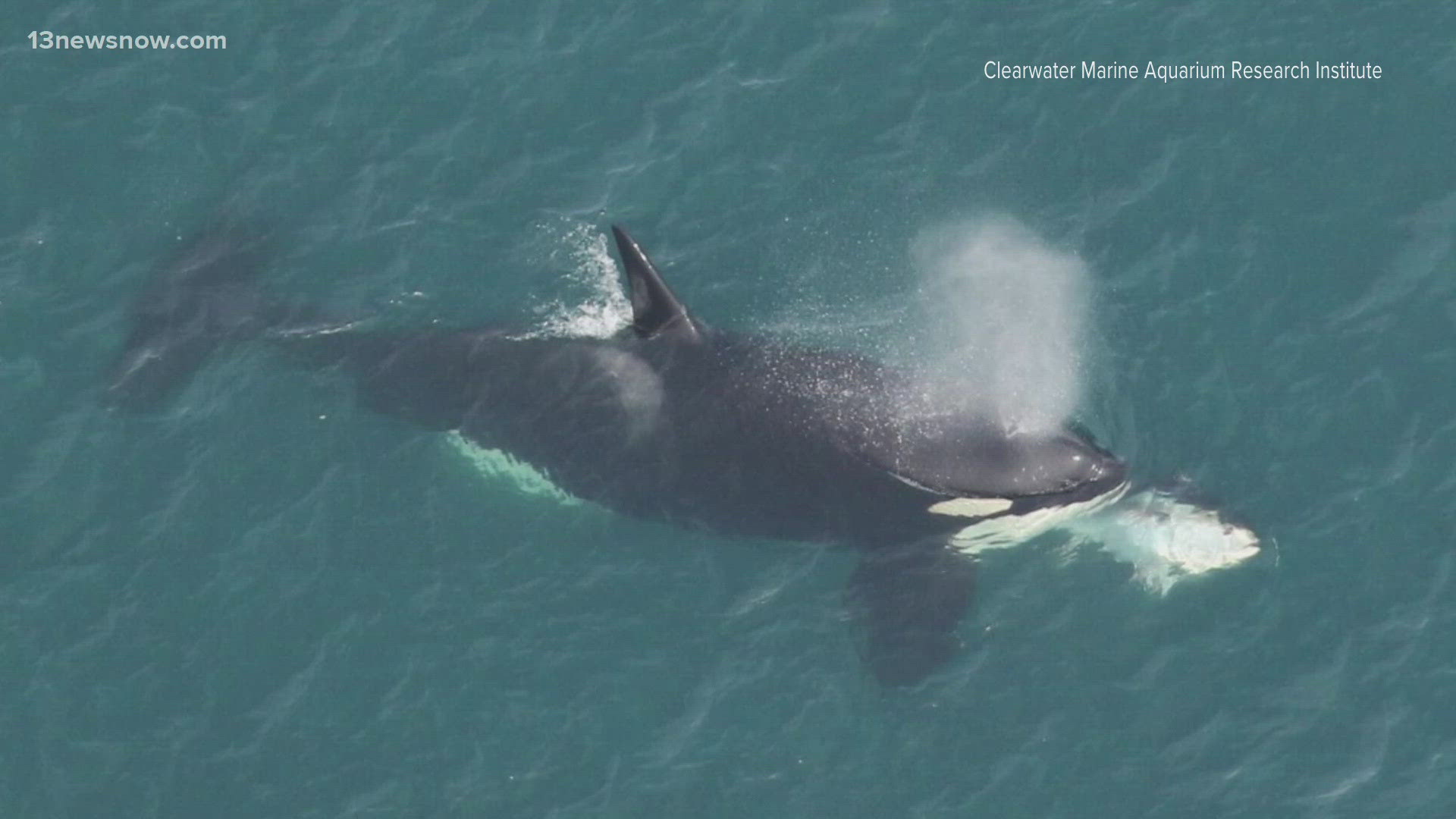 Researchers were in for a wild surprise when they spotted an orca off the coast of Kitty Hawk.