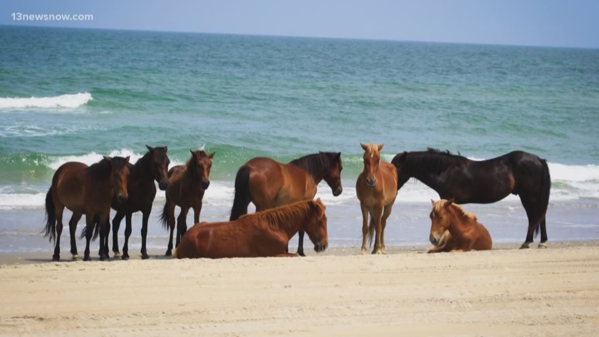 Believe it or not, according to the Corolla Wild Horse Fund, the animals are better equipped to handle a hurricane than most people on the Outer Banks. Preparations are underway over at the rescue farm.