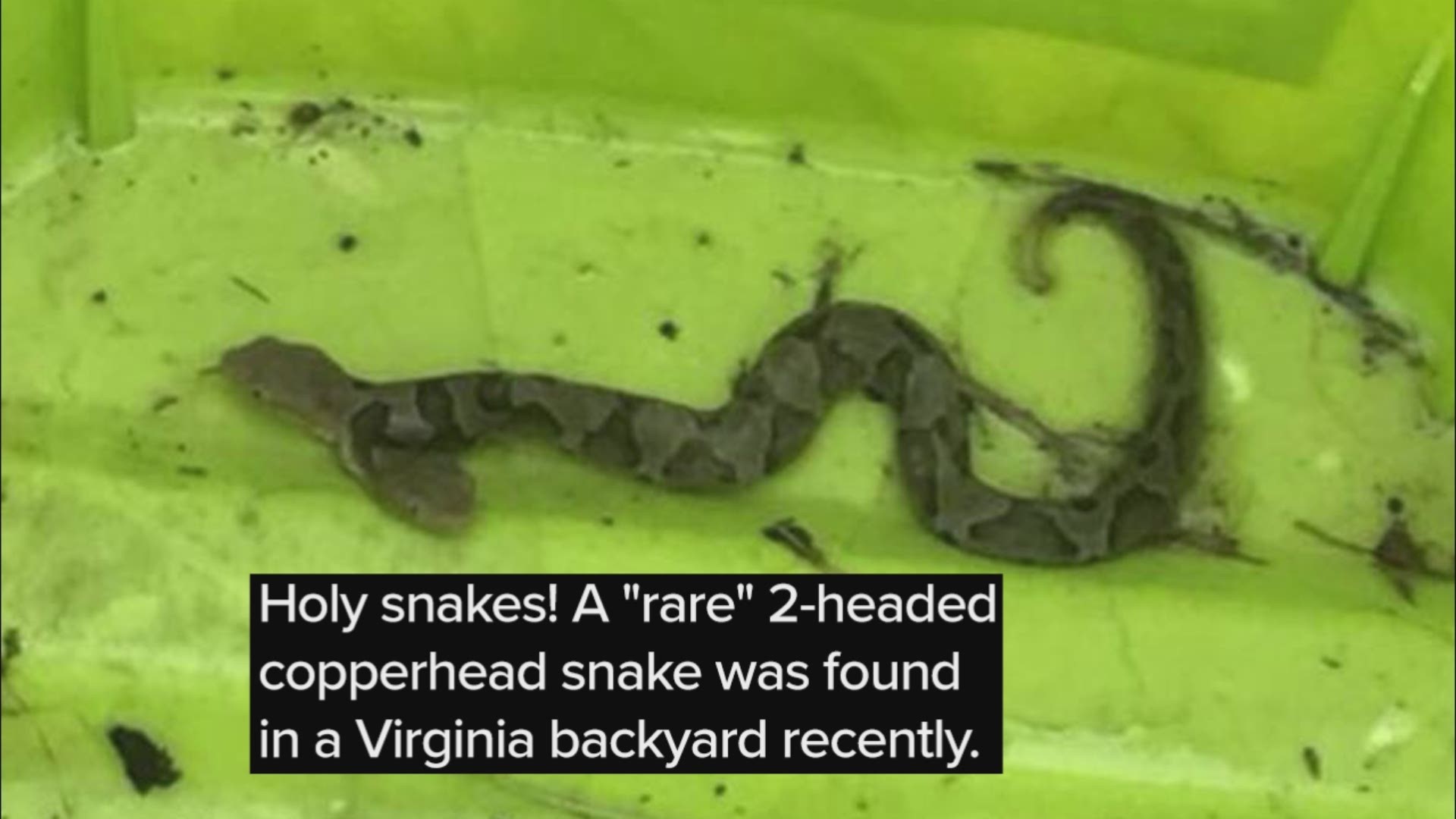 A Woodbridge, Virginia, resident found a rare 2-headed copperhead in the backyard last weekend.