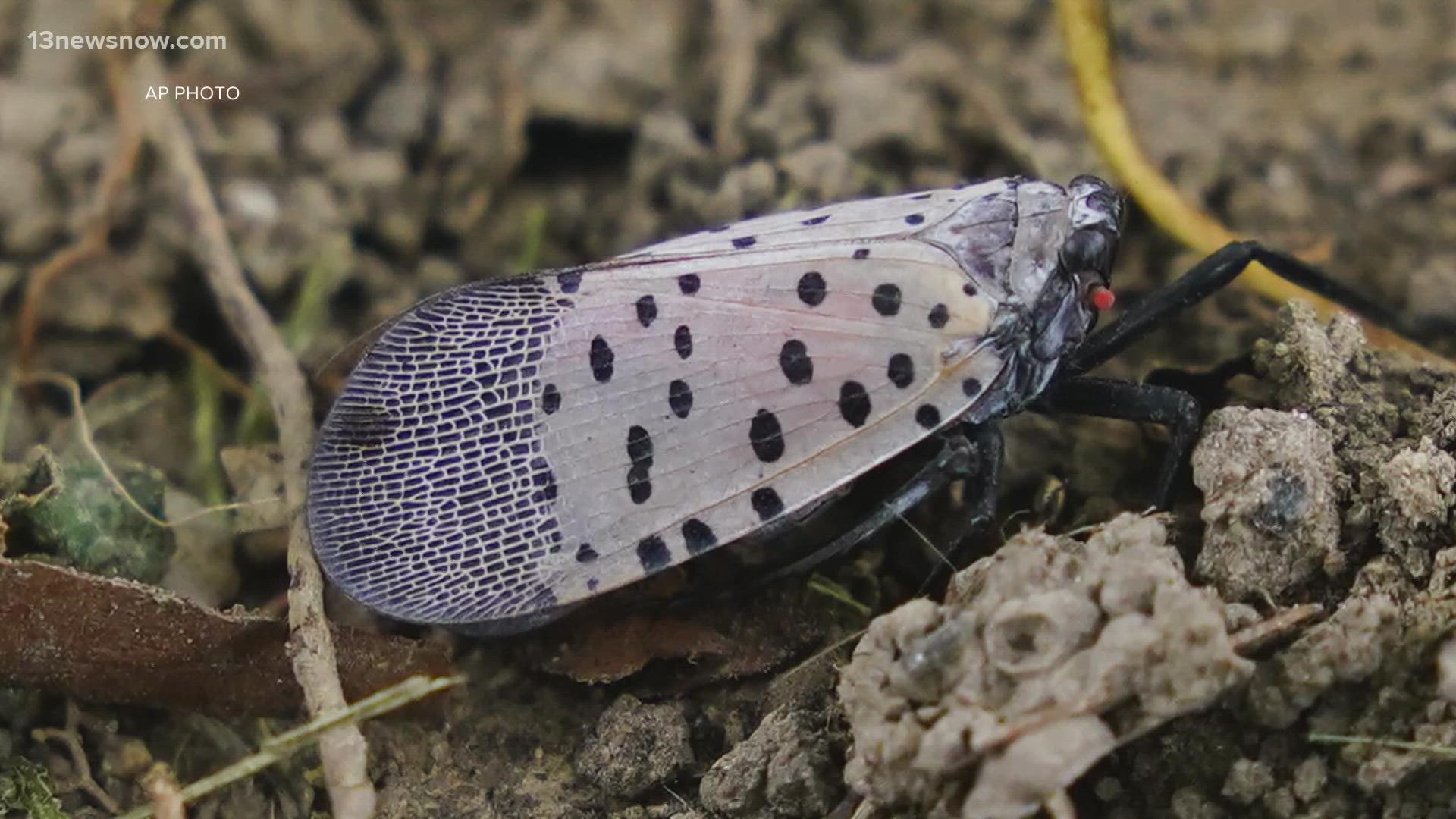 The spotted lanternfly is an invasive species that does harm to the ecosystem.